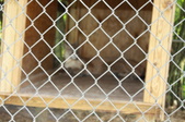 Enlarge photo 97