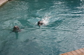 Enlarge photo 77