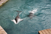Enlarge photo 79