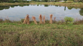 Enlarge photo 71