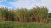 Enlarge photo 99