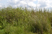 Enlarge photo 52