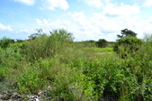 Enlarge photo 95
