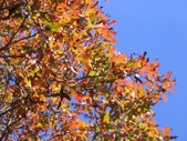 Allen Park