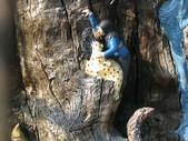 Enlarge photo 42