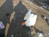 Enlarge photo 51