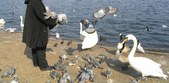 Enlarge photo 52
