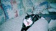 Enlarge photo 199