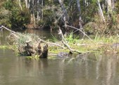 Enlarge photo 37