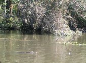 Enlarge photo 38