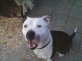 Dog pics