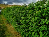 Enlarge photo 21