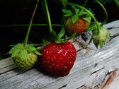 Enlarge photo 20