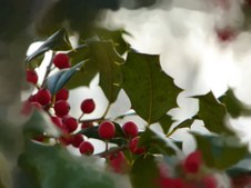 Neat pics I've taken