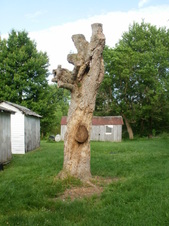 The kittens who live in a tree