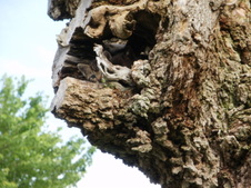 Enlarge photo 10