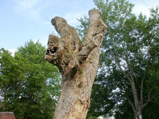 Enlarge photo 14