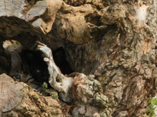 Enlarge photo 25