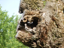 Enlarge photo 26
