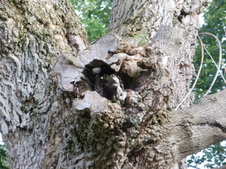 Enlarge photo 30