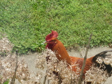 Enlarge photo 7