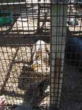 Enlarge photo 35