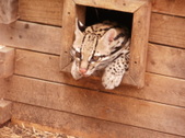Wildlife in Need