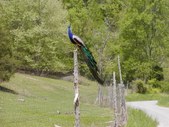 Enlarge photo 18