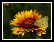 Enlarge photo 43