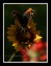 Enlarge photo 20