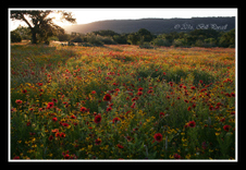 Enlarge photo 37