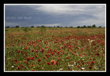 Enlarge photo 39