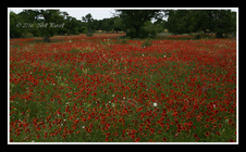 Enlarge photo 40