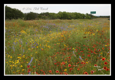 Enlarge photo 41