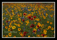 Enlarge photo 42