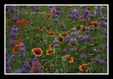 Enlarge photo 45