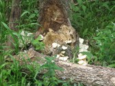 Enlarge photo 27
