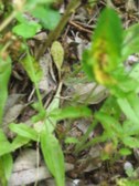 Enlarge photo 40