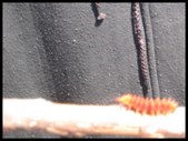 Enlarge photo 35