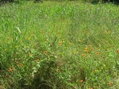 Enlarge photo 176