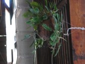 Enlarge photo 116