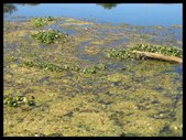 Enlarge photo 36