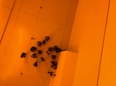 Enlarge photo 59