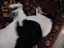 Enlarge photo 11