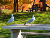 Bracebridge, Ontario