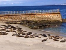 Children's Pool In La Jolla Cove