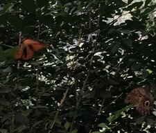 Enlarge photo 26