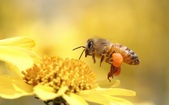 Bee Stuff