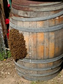 Wine Barrel Hive