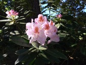 Woodbury Ln; Flora & Fauna